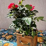 Sunflowers Summer Апартаменты