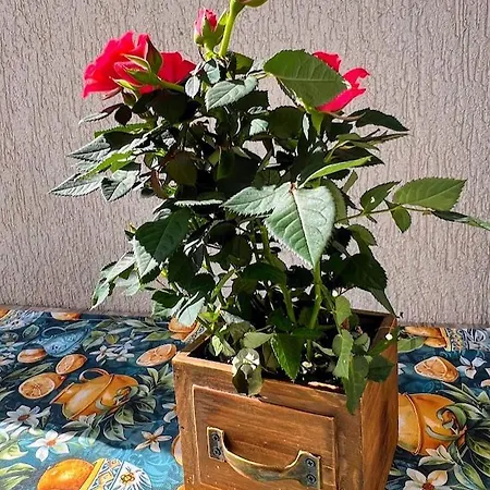 Sunflowers Summer Διαμέρισμα